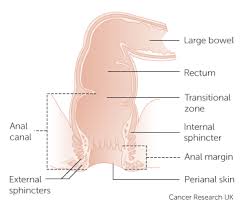 A cancer diagnosis can leave you unable to comprehend anything else your doctor says, but it's important to pay attention to what stage of cancer you have. Types Of Anal Cancer Cancer Research Uk