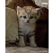 Cute Le Chat Des Sables L Animal Le Plus Mignon Du Desert En 15 Photos Purebreak Les sables absorbants, comme leur nom l'indique, absorbent les fluides et une grande partie des odeurs. cute le chat des sables l animal le