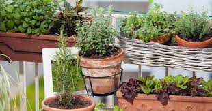 These colorful flowers grow quickly, happily, and easily, and they thrive in poor soils. 11 Easy Edible Plants You Can Grow On Your Balcony Garden Iproperty Com My