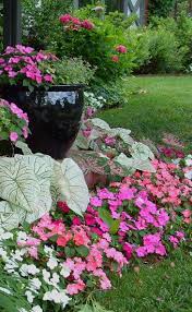 Lady Anne S Cottage A Charming Shade Garden Shade Garden Design Shade Plants Plants