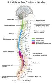 The Nervous System