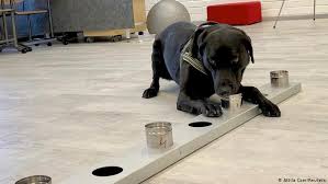 A dog should never be taken on the spur of the moment. Dogs Detect Coronavirus Fast And Reliably Why Not Use Them Everywhere Europe News And Current Affairs From Around The Continent Dw 21 10 2020