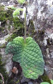 Image result for Streptocarpus solenanthus × eylesii