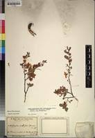 Image result for Baphia massaiensis