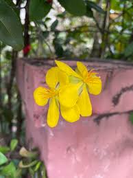 Image result for Ochna confusa