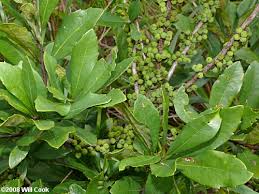 Southern Bayberry Morella Caroliniensis