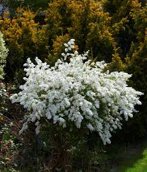 Image result for Exochorda