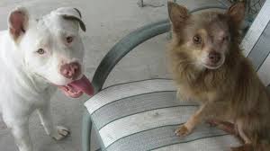 Chipit) breed info, characteristics and pictures. Jonie Loves Chachi Hero Pit Bull Saves Injured Chihuahua Pal Abc News