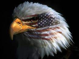 Amerika Jpg Weisskopfadler Usa Flagge Bilder