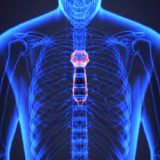 When our body was evolving, nature had to fit complex organs in the most efficient of ways in the notice that in the middle of the chest is the sternum, a rigid point of support where the ribs meet. Sternum Anatomy Function And Treatment