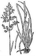 Image result for Poa schimperiana