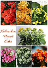 Kalanchoe Blossfeldiana Care How To Grow Florist Kalanchoe In 2020 Kalanchoe Blossfeldiana Kalanchoe Flowers Flowering Succulents