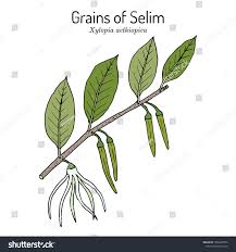 Image result for Xylopia aethiopica