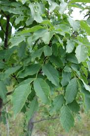 Image result for Juglandaceae