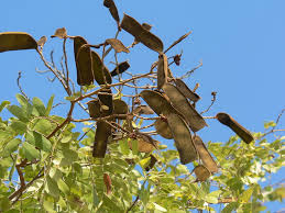 Image result for Julbernardia paniculata