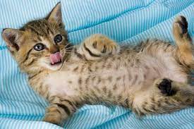 Outdoor cats can survive slightly longer without drinking water than their indoor counterparts because they get fluids from the prey they catch. Mammary Cancer In Cats Symptoms Causes Diagnosis Treatment Recovery Management Cost