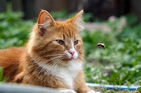 I am pretty shore it is possible and i think you can tell is there is a lump on his or her head i'm not shore that is right but i. What Causes Cat Seizures And How To Help Your Kitty Daily Paws