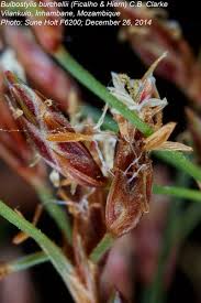 Image result for Bulbostylis burchellii