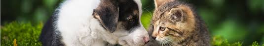 Heartworm treatment for cats heartworm treatment for cats is currently very limited; Free Heartworm Test In March At Griffith Veterinary Hospital Griffith Veterinary Hospital