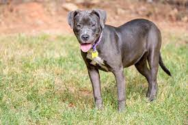 Pitbull Lab Mix Is The Fierce Loyal Labrabull Right For You Perfect Dog Breeds