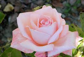 Our shop has lavished debutants, brides, mothers, and their daughters, with private parties, showers, etiquette. Rosa New Zealand Hybrid Tea Rose