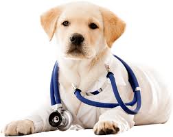 Search by location, organization or state and also access a list of adoptable pets. Vets Near Me I Veterinary Doctor Near Me Veterinary Clinic Near Me In Bengaluru Free Advice