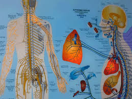 Meric Chart How Spinal Segments Relate To The Body And The