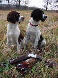 Find a springer spaniel puppies on gumtree, the #1 site for dogs & puppies for sale classifieds ads in the uk. Field Bred English Springer Spaniel Puppies Hunting Dogs Springer Spaniel Puppies Springer Spaniel