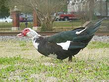 Maybe you would like to learn more about one of these? Muscovy Duck Wikipedia