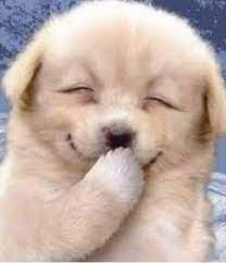 Find very good jokes, memes and quotes on our site. Pin By Jessica Serrano On Cute Snuggle Fur Babies Cute Baby Animals Cute Animals Smiling Animals