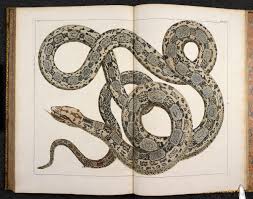 El libro plaga de vudú en español y es una obra de dirk patton escrita por dicho autor. Defensa Contra Las Artes Oscuras The British Library Google Arts Culture