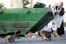 We offer over 65 registered cat breeds to choose from. Jerusalem Announces 27k Program To Feed Street Cats The Times Of Israel
