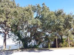 If you have the space, trees are an essential part of your landscape. For Best Results Pick A Tree That Fits The Size Of Your Lot