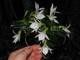 Image result for Angraecum cultriforme