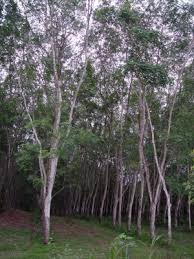 Image result for Hevea brasiliensis