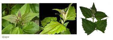 Our students are taught to develop as critical and independent thinkers and when they leave us they are equipped with the knowledge and skills they need to mr olanshile akintola. Chromolaena Odorata Plants With Many Benefits Steemit
