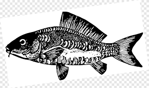 We did not find results for: Ikan Mas Hitam Dan Putih Ikan Mas Hidangan Laut Fotografi Png Pngegg