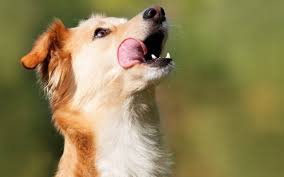 Learn about colorado and colorado cbd law. Colorado Company Soon To Release Cbd Enriched Pet Treats In The U S Top Dog Tips