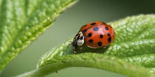 How to get rid of ladybugs (doyourownpestcontrol.com). How To Get Rid Of Ladybugs How To Control Asian Lady Beetles