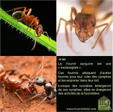 N 101 La Fourmi Sanguine Insectes Fourmis