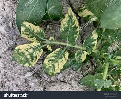 Image result for Alfalfa mosaic virus