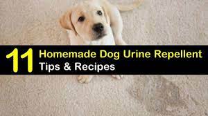 Purchase a commercial dog repellent solution at a pet store or home improvement store. Keeping Dogs Away 11 Homemade Dog Urine Repellent Tips And Recipes Dog Urine Dog Urine Repellent Dog Spray