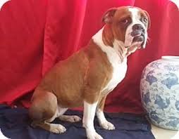 Follow us and share our ❤️ for bulldogs! Houston Tx English Bulldog Boxer Mix Meet Nona A Dog For Adoption Bulldog Dog Adoption English Bulldog