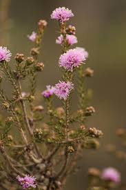 Image result for Melaleuca sp. A (Biegel 5741)