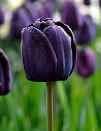 They are also one of the only flowers that continues to grow after they the definition comes from the middle eastern part of the world. Tulip Queen Of Night Tulips Black Tulip Flowers Purple Flowers