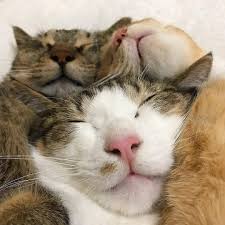 trouvez les dernieres tendances et les meilleures ventes pour votre boule de poils cat chat kitty c en 2020 chats adorables chat endormi animaux les plus mignons