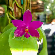 Image result for Landolphia violacea