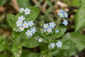 Check spelling or type a new query. How To Grow And Care For Forget Me Not Plants