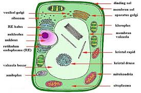 Sel hewan berbeda dengan sel tumbuhan dimana memiliki dinding sel dan kloroplas. Struktur Sel Tumbuhan Dan Sel Hewan Biologi Kelas Xi Ipa Sma Ma Biologine Pak Mycunk