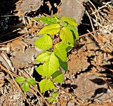 Image result for Vigna radicans